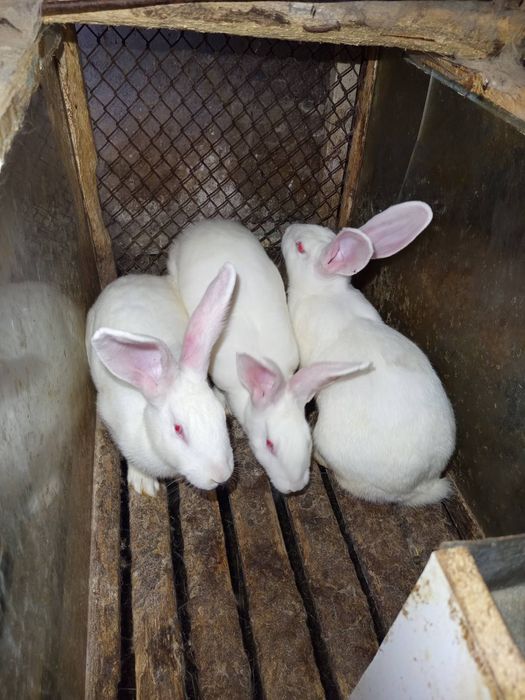 Кролики породи термонська біла