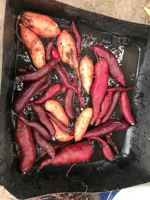 Батат - Маточні бульби для розсади (9 сортів)