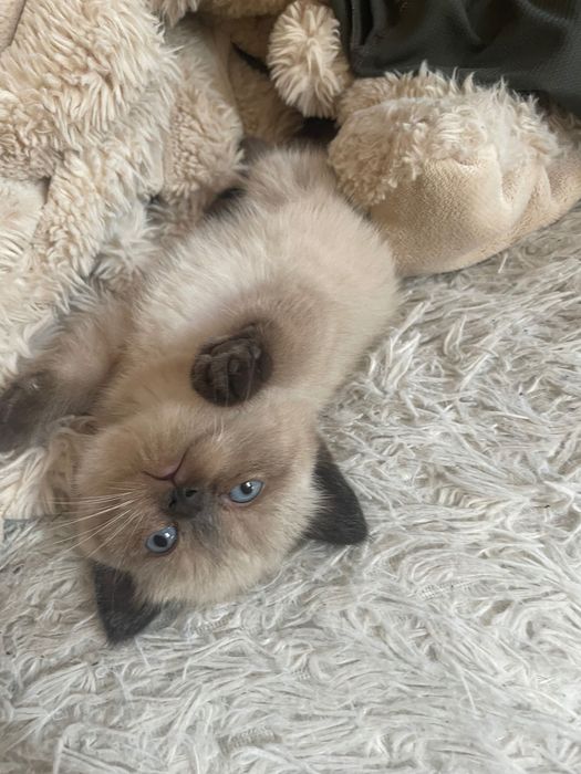 Шотландські котята