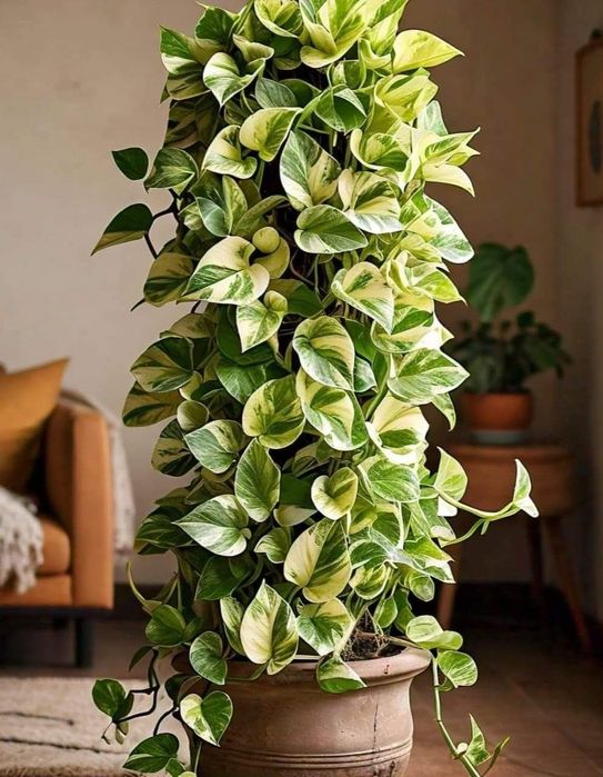 Вючі та ліаноподібні кімнатні рослини