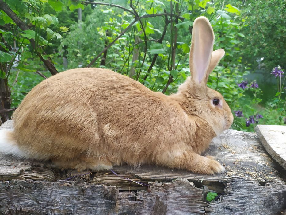 Кролі Бургундської породи та НЗЧ(Новозеландська Червона)