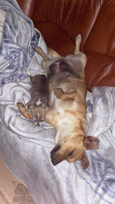 Zaginął piesek miał około 2 miesiące proszę pomóżcie mi go znaleźć.