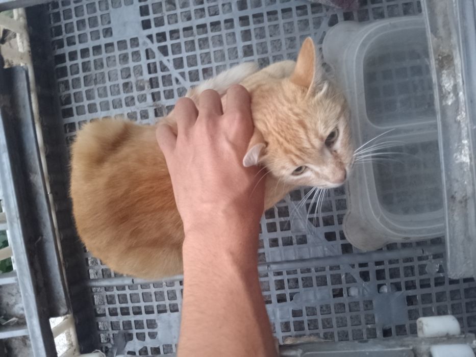 Pra adoçao gato amarelo com laranja