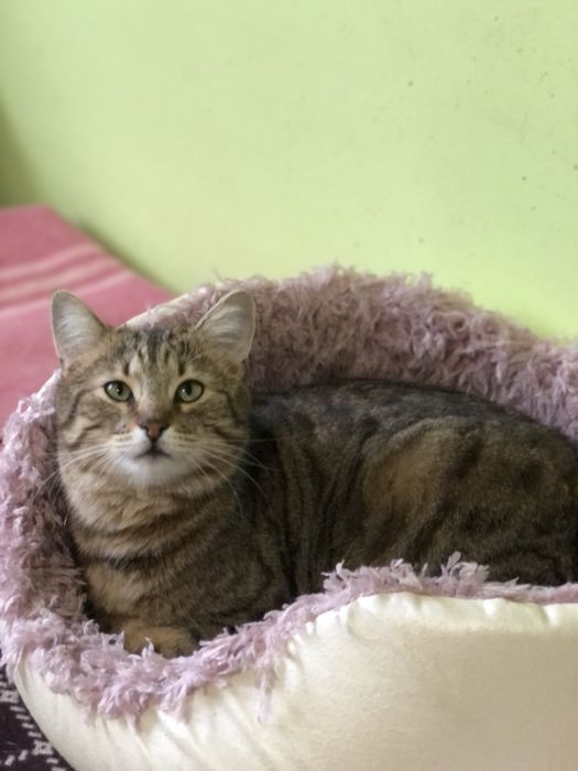 Котик Шпротик 2 год