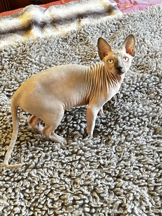 Sphynx canadiano