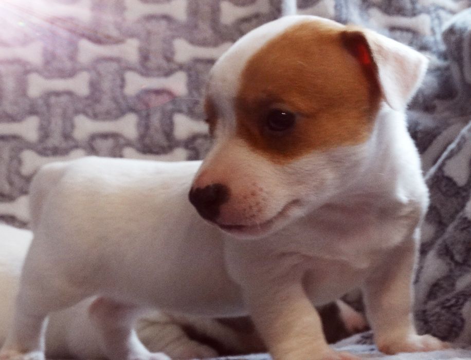Jack russell Terrier