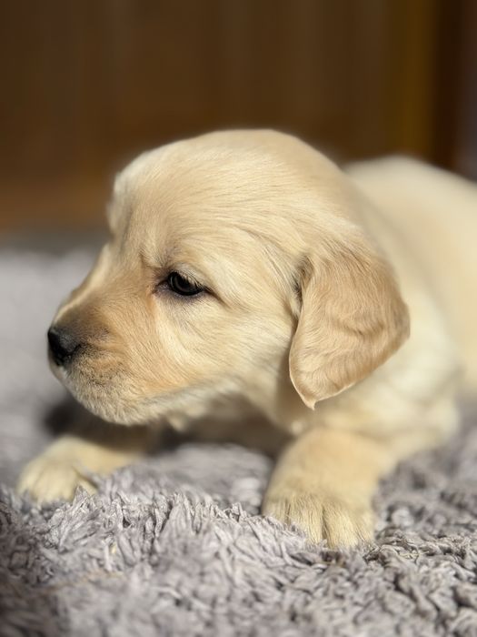 Suczka Golden Retriever GOTOWA DO ODBIORU