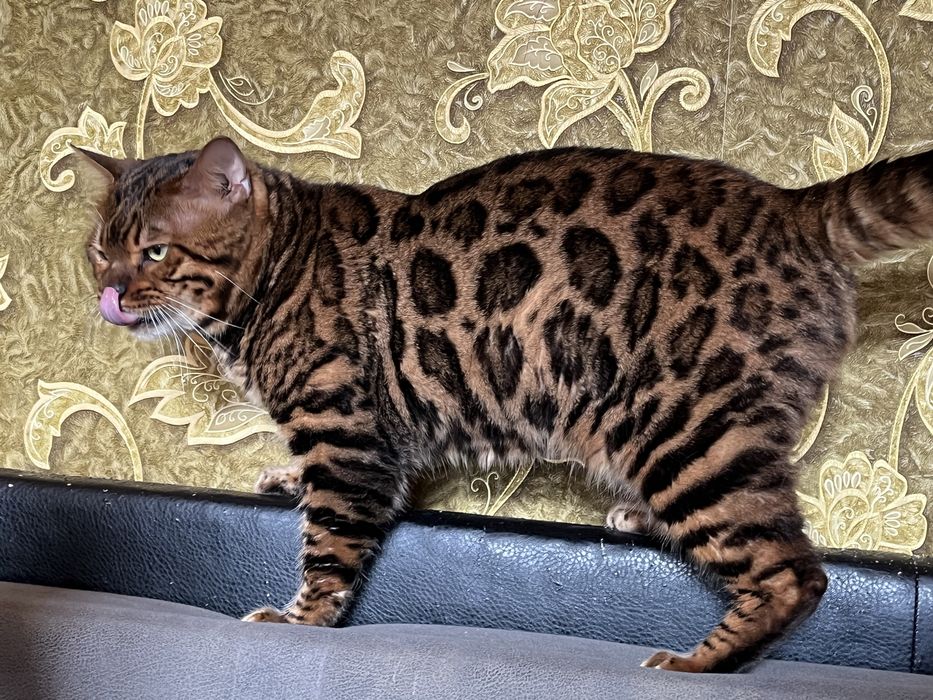 Бенгальский кот бенгал вязка