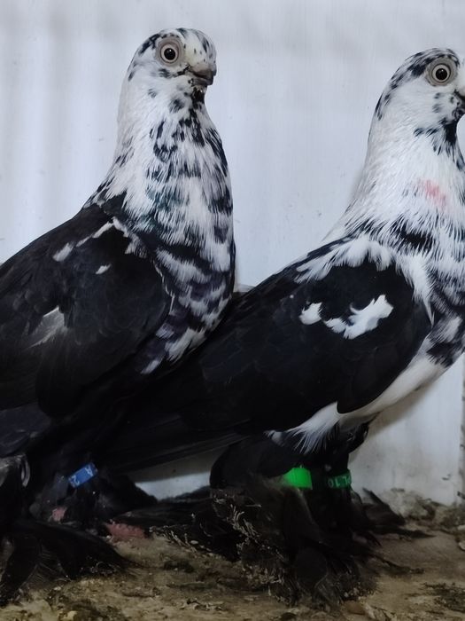 Motyle warszawskie  para