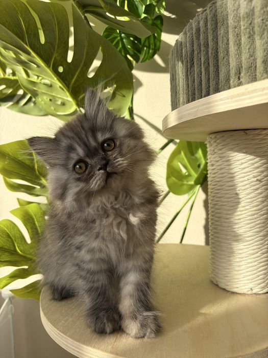 Kot szkocki zwisłouchy długowłosy / scottish fold - PZF/WCF