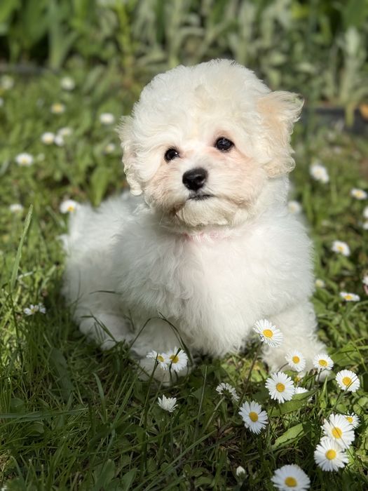 Цуценята бішон фрізе щенки бишон фризе bichon frise документи КСУ