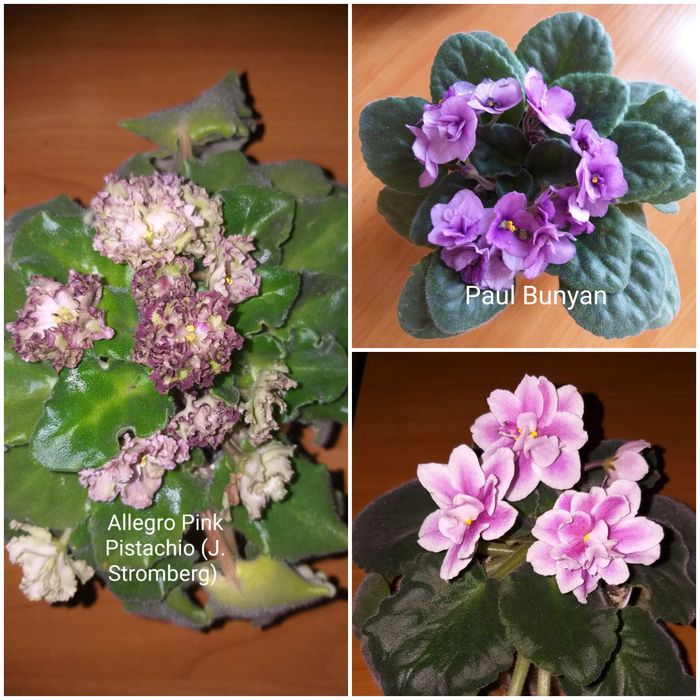 Фиалки набор с/с листочков