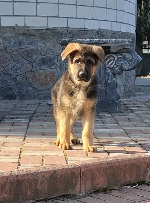 НімецькА вівчарка