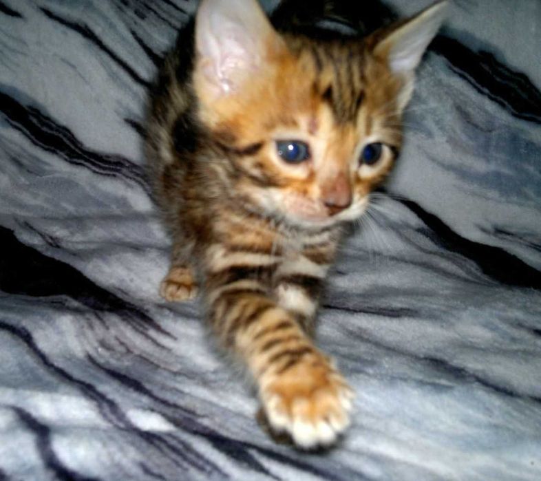 Бенгальська дівчинка в окантовану розетку на золоті