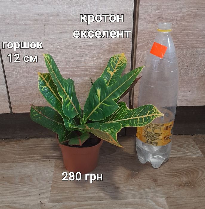 Крассула, спатифілум,  ноліна, драцена