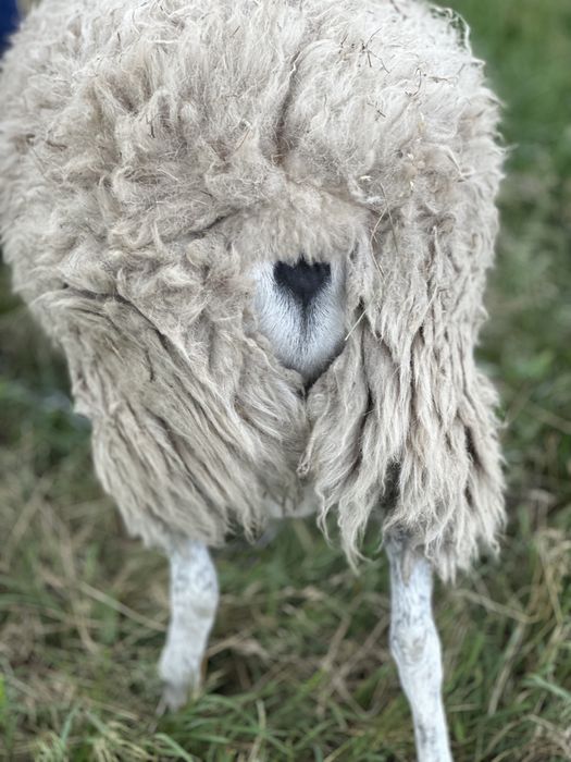 Баран на племя. Кросс дорпер, баран дорпер f1