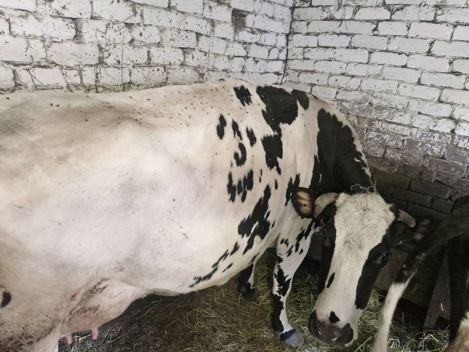 Продам корову Станіславчик