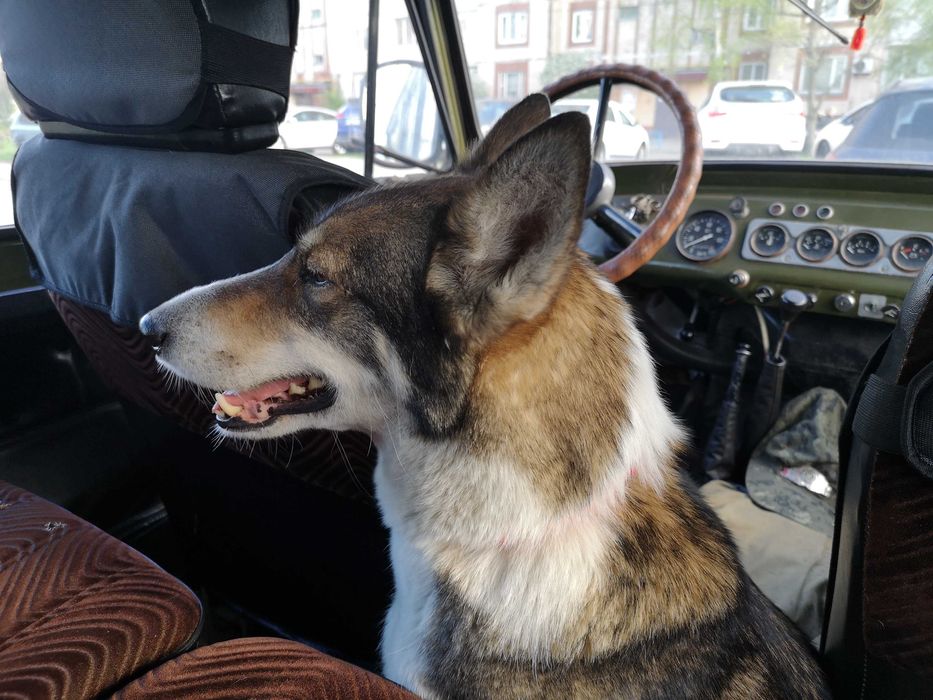 Шукаємо лайку. Поліський район,  межа з Житомирською обл.