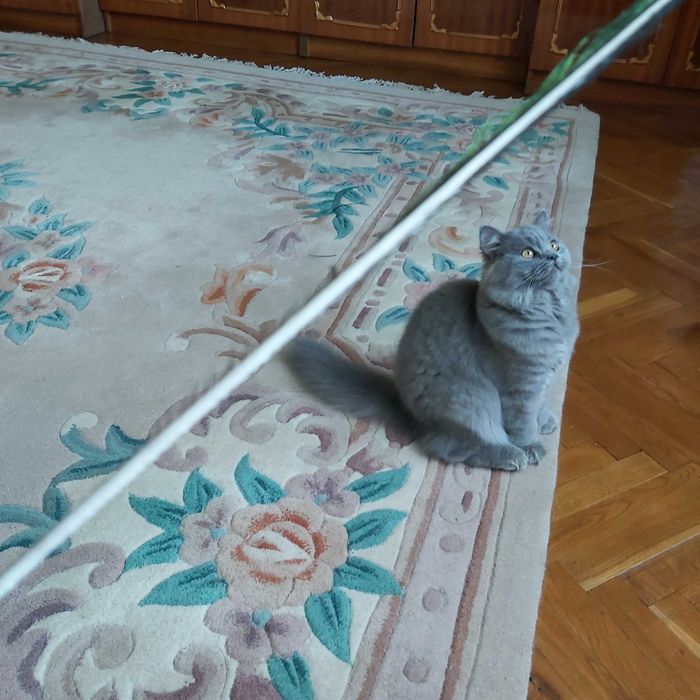 Коти киця шотландська голуба скотіш страйт