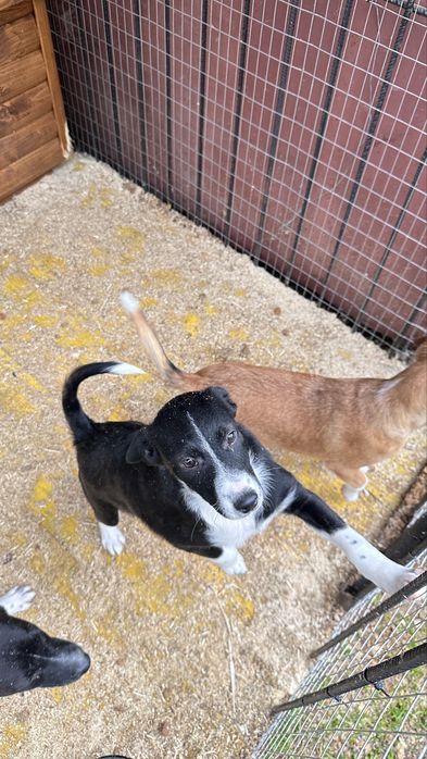 Собаки в добрі руки