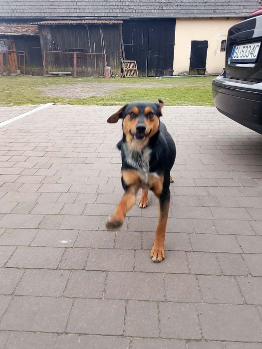 Oddam pieska za darmo