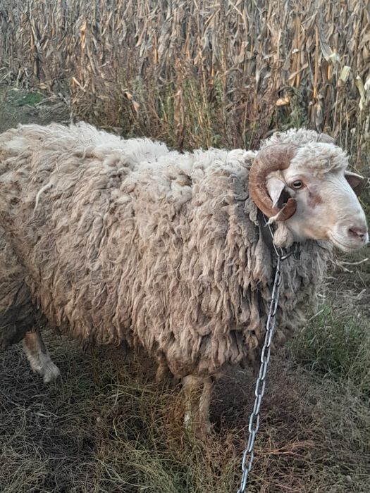 Продам барана, баран