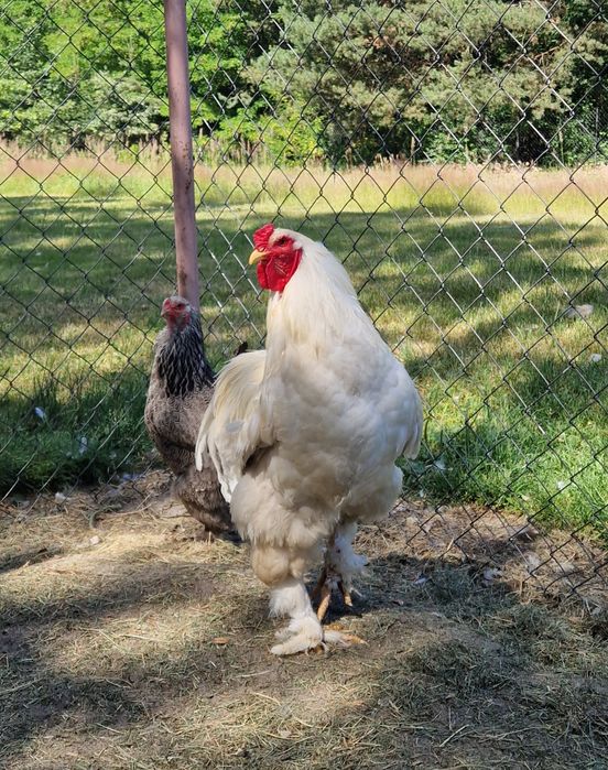 Kogut, koguty  leghorn włoszka wyayendotta brahma