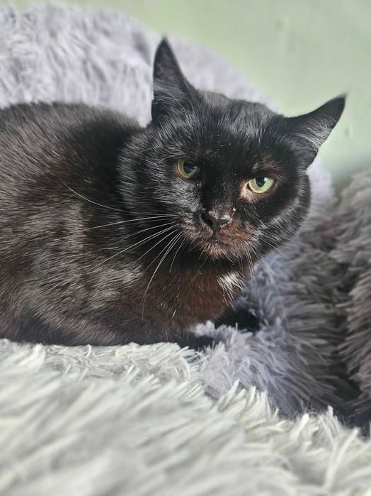 Słowik, Milusiński, 3 letni