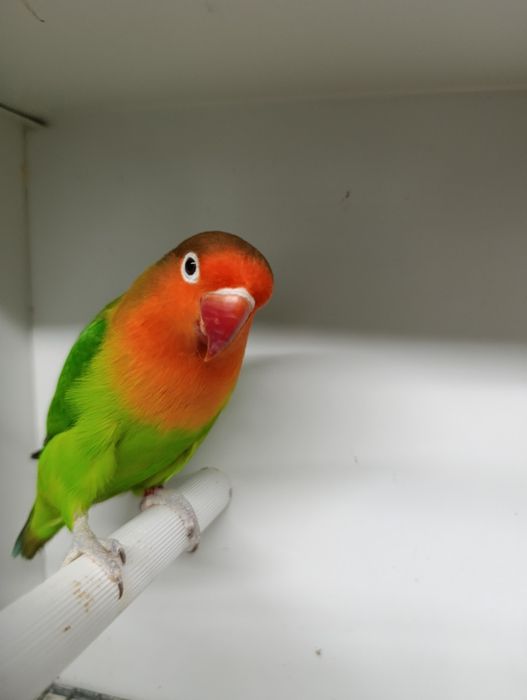 Agapórnis fischeris verde ancestral