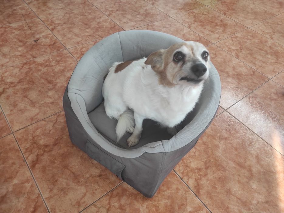 Cama transportadora de cão para carro