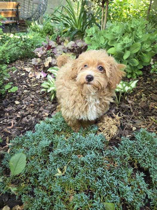 Sunia maltipoo maltańczyk & pudel