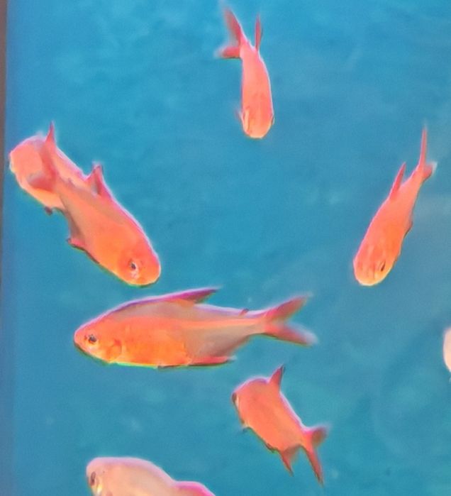 Tetra hyphessobrycon red cherry muzel rarytas Aquafizz Creative el