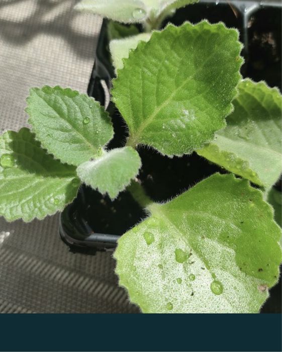 Ladna sadzonka mięty meksykańskiej. domowa