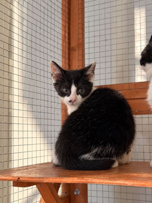 Mały łaciaty kocurek do pilnej adopcji