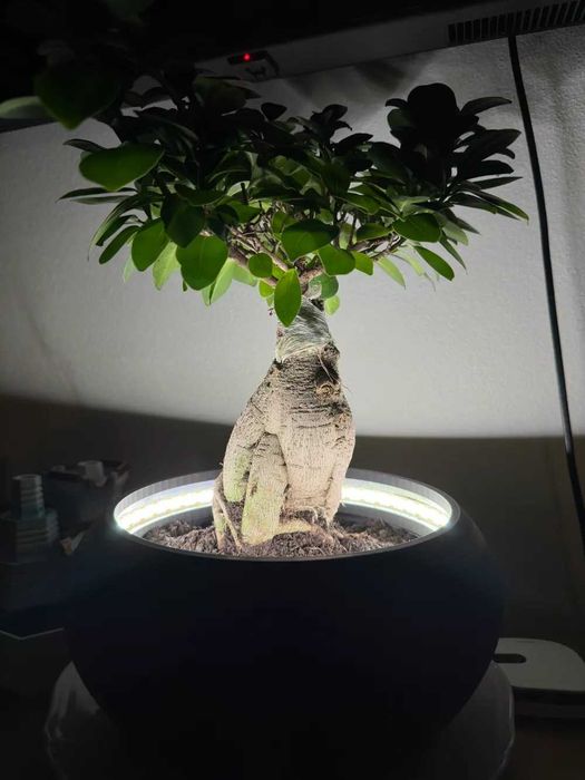Vaso em Led Moderno