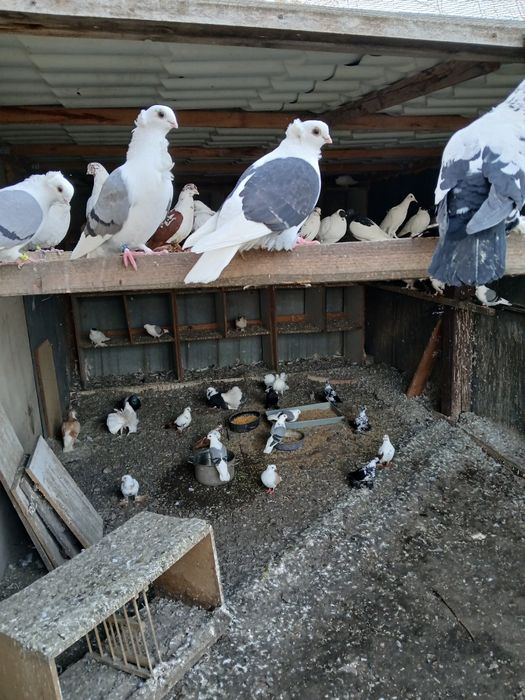 Sprzedam gołębie