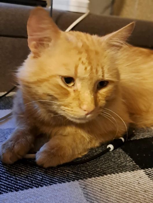 Котик шукає дім!