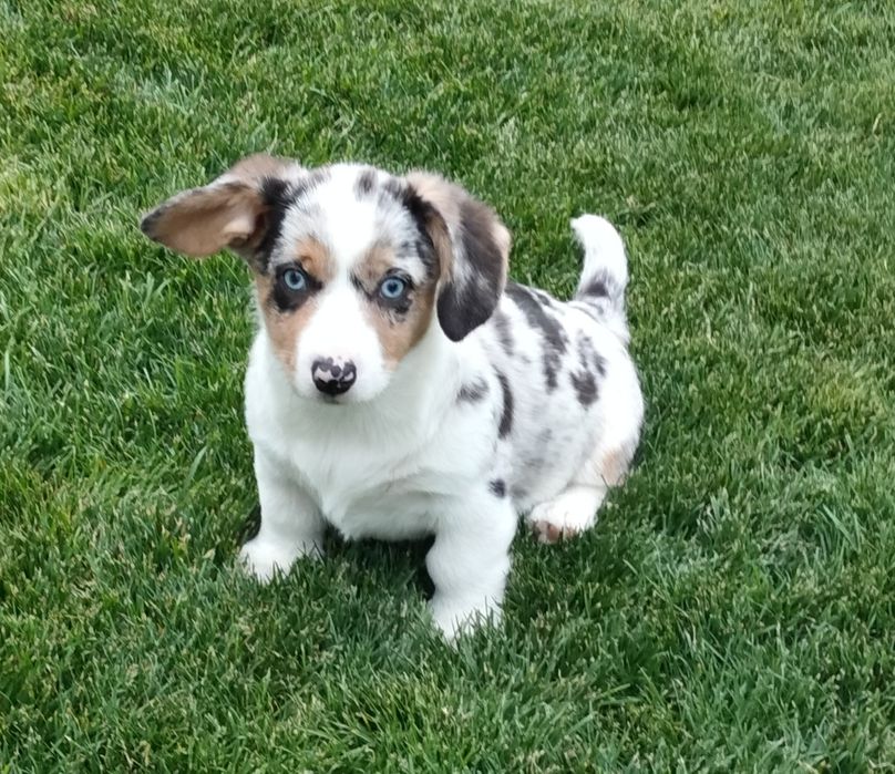 Welsh Corgi Cardigan FCI