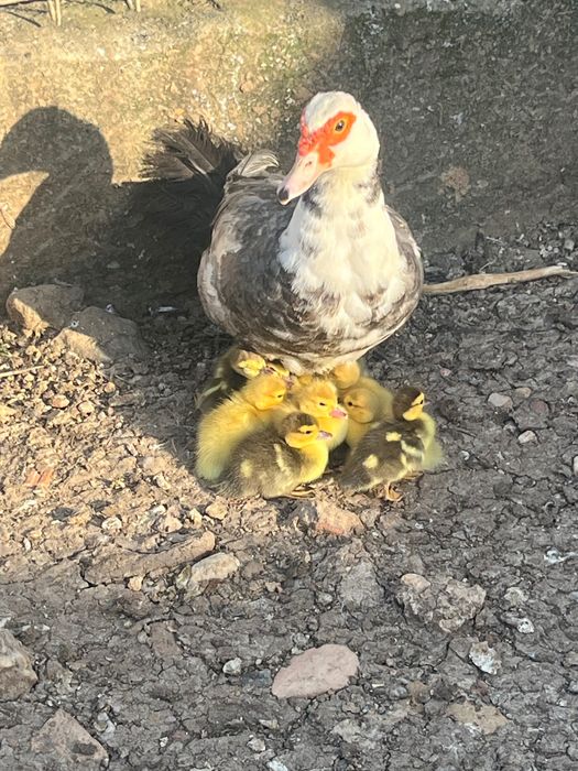 Patos mudos pequenos