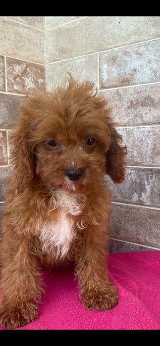 Maltipoo - piesek