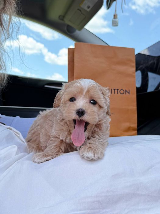 PREMIUM Мальтипу BabyFace