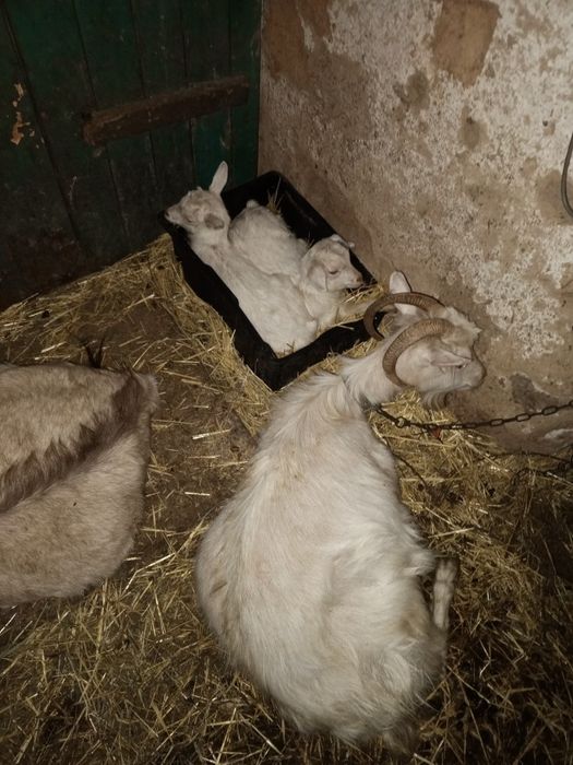 Продам коз больших и маленьких