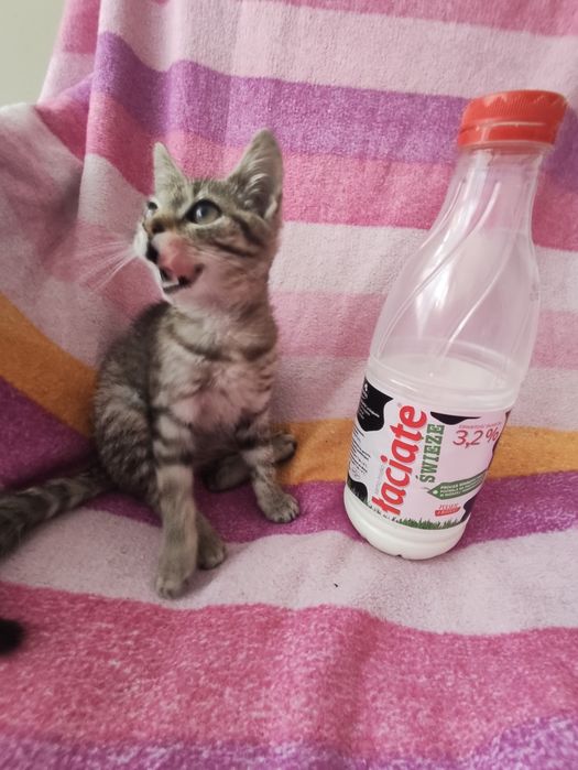 Adoptuj maleńką Mini