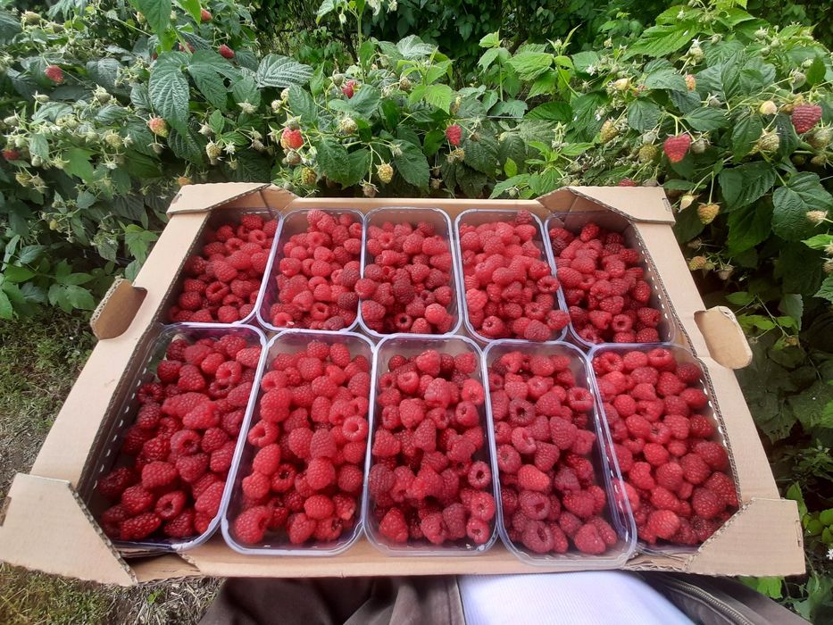 Продам садженці малини Зюгана