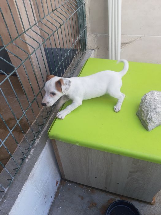 Jack Russell para ceder