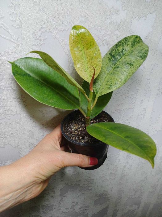 Фікус  Алі КРУПНОМІРИ Ретуза Сансевієрія