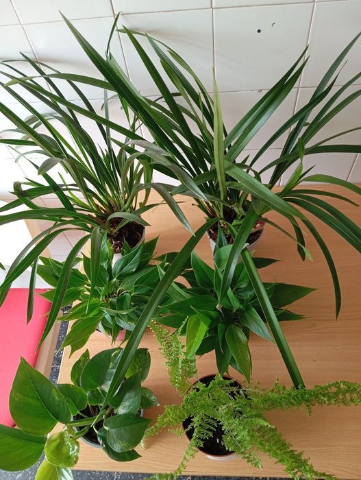 Fetos,anturios, orquídeas