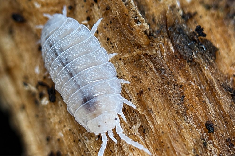 Stonogi tropikalne (Trichorhina tomentosa)