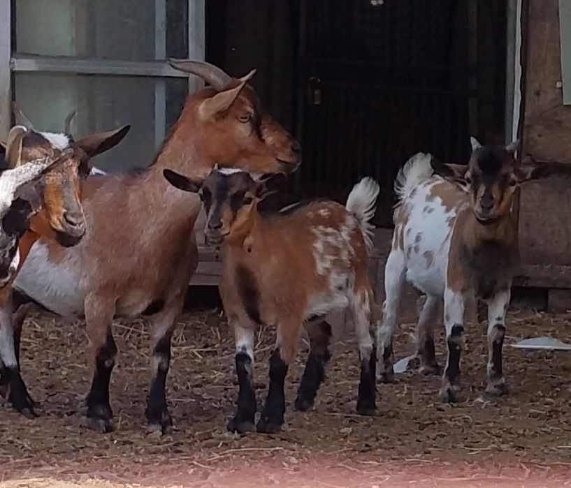 Cabras micro anas