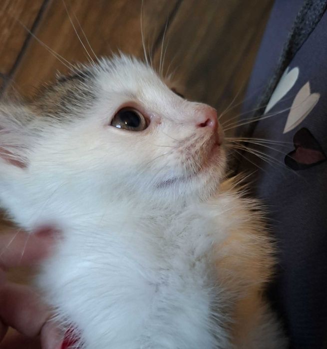 Mały Mew szuka bezpiecznego domu